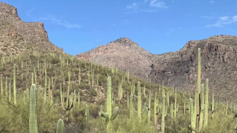 Sonoran Desert Plant Tutorial